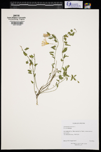 Convolvulus arvensis image