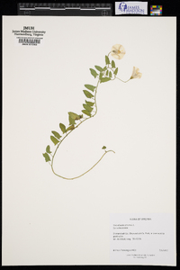 Convolvulus arvensis image