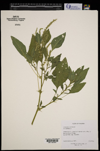 Amaranthus spinosus image