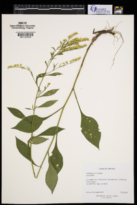 Solidago harrisii image