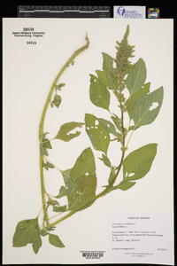 Amaranthus retroflexus image