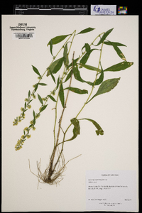 Solidago roanensis image