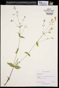 Silene stellata image