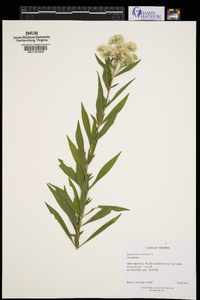 Eupatorium altissimum image