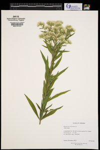 Eupatorium altissimum image