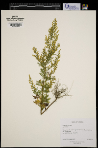 Artemisia annua image