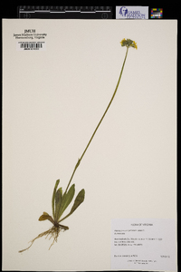 Hieracium caespitosum image