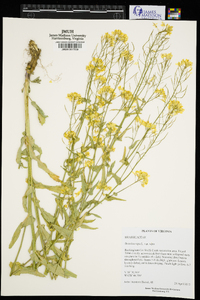 Brassica rapa var. rapa image