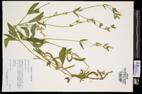 Silene latifolia image