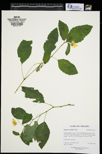 Impatiens pallida image