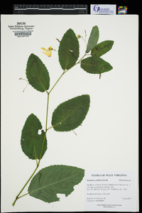 Impatiens pallida image