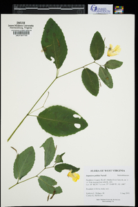 Impatiens pallida image