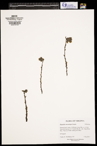 Hypopitys monotropa image