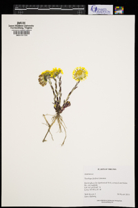 Tussilago farfara image