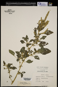 Amaranthus spinosus image