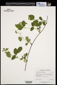 Rubus flagellaris image