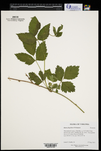 Rubus flagellaris image