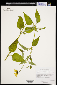 Heliopsis helianthoides var. helianthoides image