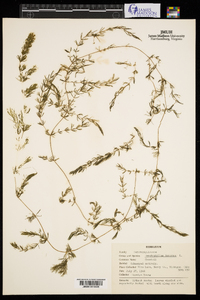 Ceratophyllum demersum image