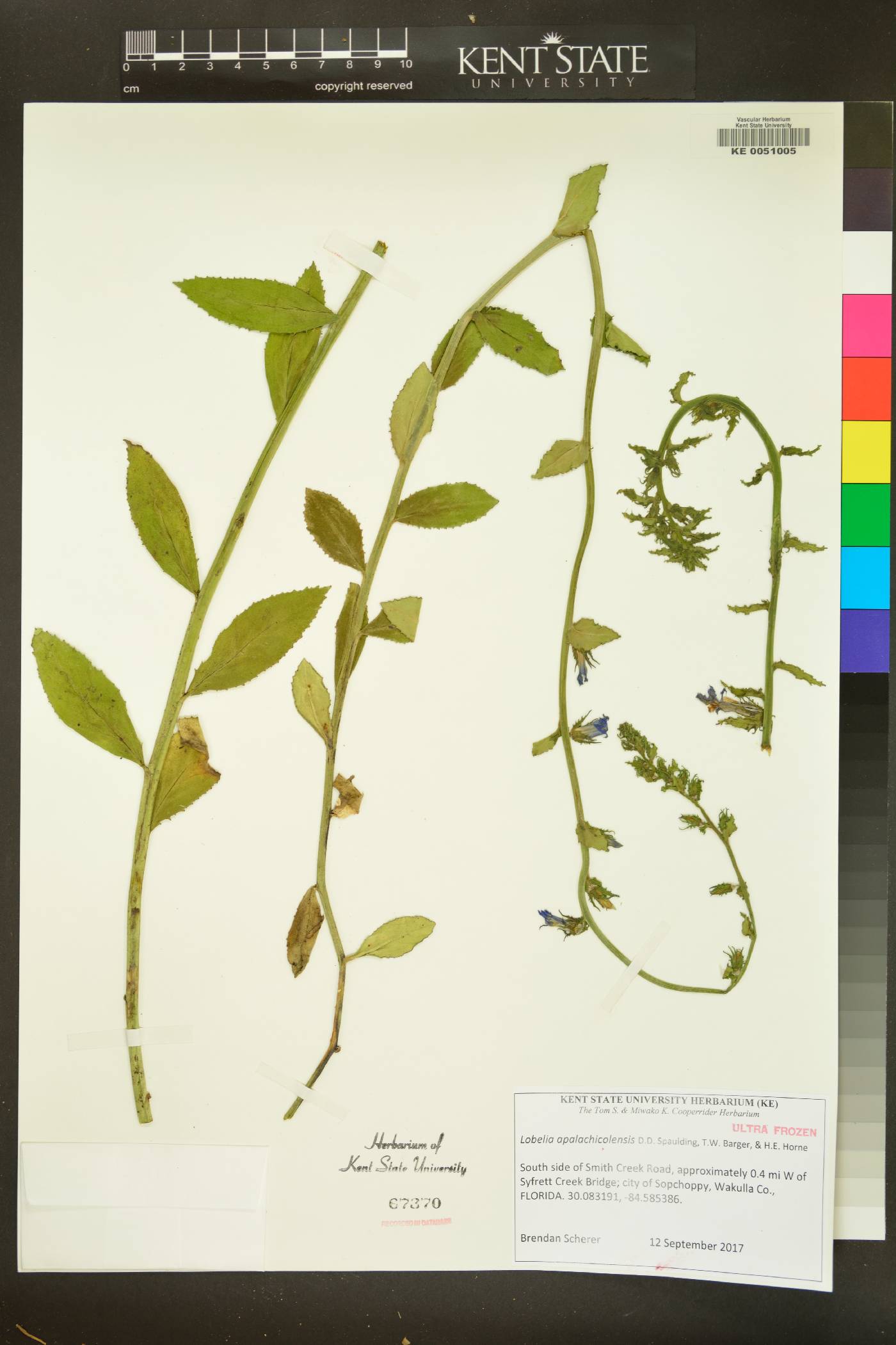 Lobelia apalachicolensis image