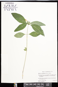 Ruellia caroliniensis image