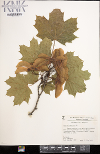 Acer platanoides image