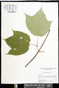 Acer pensylvanicum image