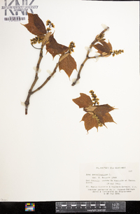 Acer pensylvanicum image