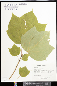 Acer pensylvanicum image