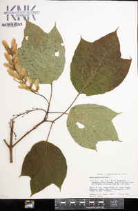 Acer pensylvanicum image