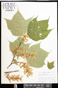 Acer pensylvanicum image