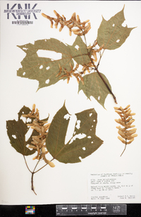 Acer pensylvanicum image