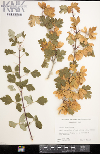 Acer glabrum image