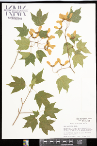 Acer leucoderme image