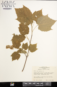 Acer spicatum image