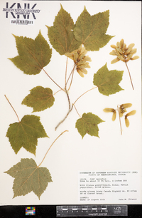 Acer spicatum image