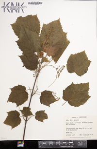 Acer spicatum image