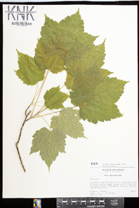 Acer spicatum image