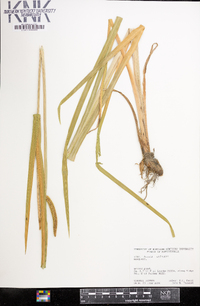 Acorus calamus image