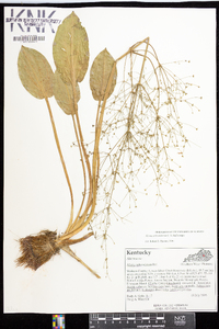 Alisma subcordatum image