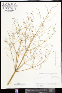 Alisma subcordatum image