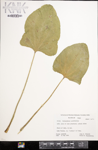 Echinodorus cordifolius image