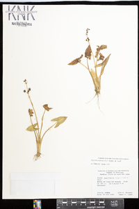 Sagittaria australis image