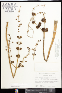 Sagittaria australis image