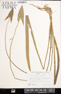 Sagittaria cuneata image