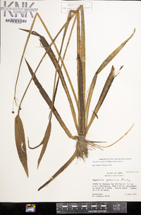 Sagittaria graminea image