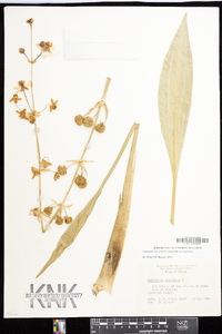 Sagittaria lancifolia image