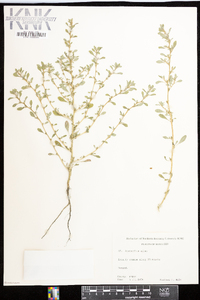 Amaranthus albus image