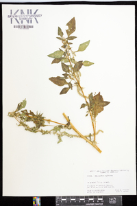 Amaranthus spinosus image