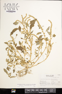 Amaranthus tuberculatus image